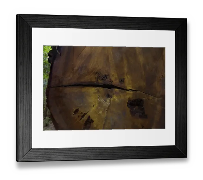 Framed Print : Cross-section redwood tree, Humboldt Redwood St Pk Framed Print : Cross-section redwood tree, Humboldt Redwood St Pk