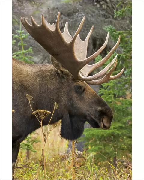 Moose bull, Chugach State Park, Alaska