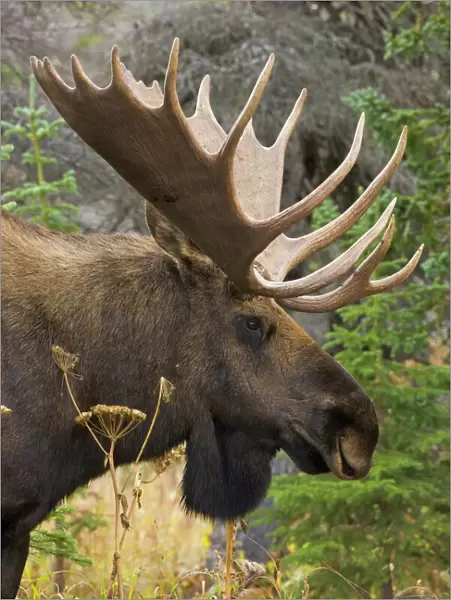 Moose bull, Chugach State Park, Alaska