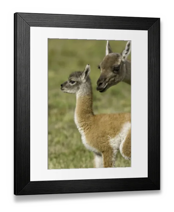 Framed Print : Guanaco female sniffing her calf Framed Print : Guanaco female sniffing her calf