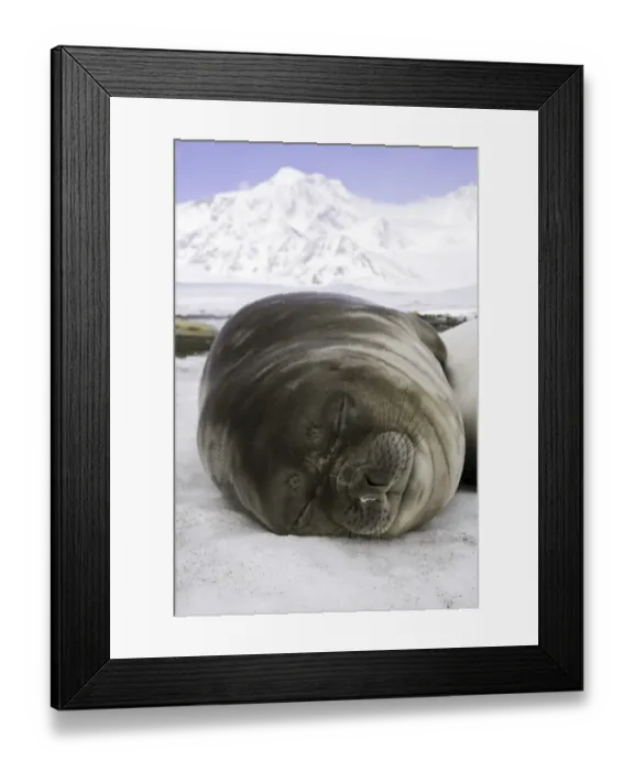 Framed Print : Southern elephant seal weaner pup asleep on beach Framed Print : Southern elephant seal weaner pup asleep on beach