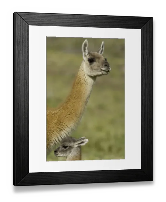 Framed Print : Guanaco calf and its mother on grassy slope