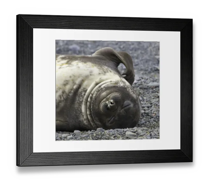 Framed Print : Southern elephant seal weaner pup resting on beach Framed Print : Southern elephant seal weaner pup resting on beach