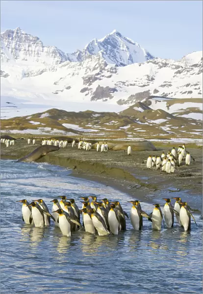 King penguins marching to sea to wash feathers
