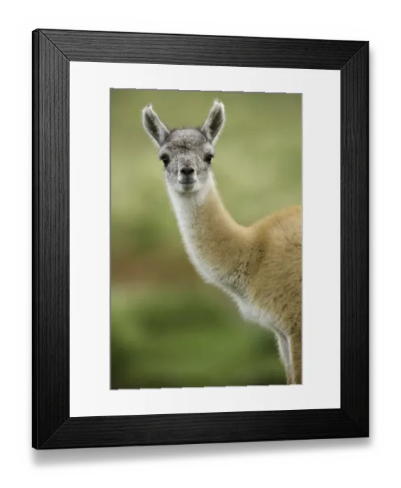 Framed Print : Guanaco young calf standing in grass Framed Print : Guanaco young calf standing in grass