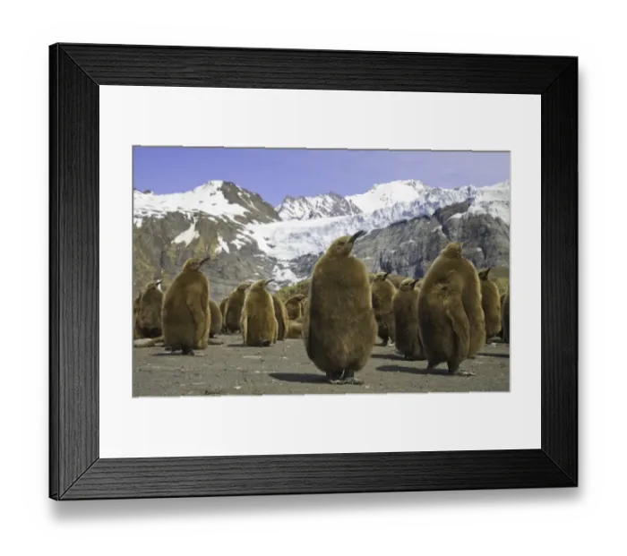 Framed Print : King penguin chicks in colony on beach Framed Print : King penguin chicks in colony on beach