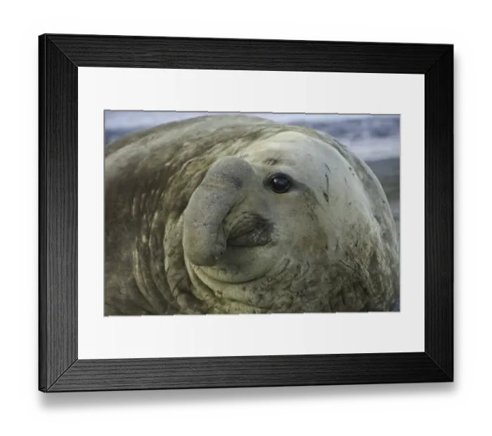 Framed Print : Southern elephant seal bull on beach Framed Print : Southern elephant seal bull on beach