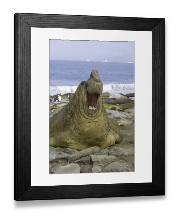 Framed Print : Southern elephant seal bull roaring