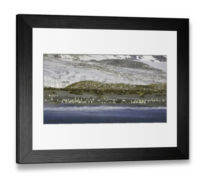 Framed Print : King penguins and Southern elephant seals on beach Framed Print : King penguins and Southern elephant seals on beach