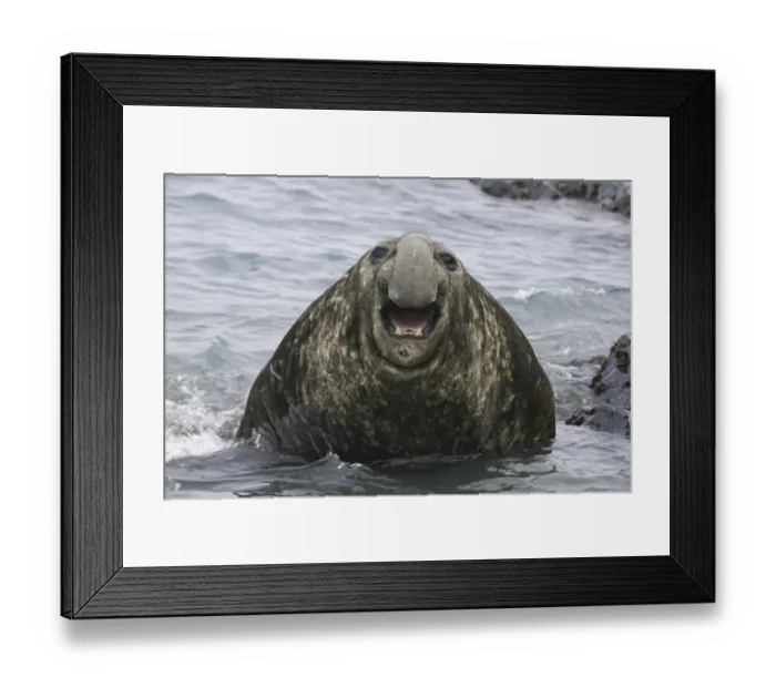 Framed Print : Southern elephant seal bull emerging from sea Framed Print : Southern elephant seal bull emerging from sea