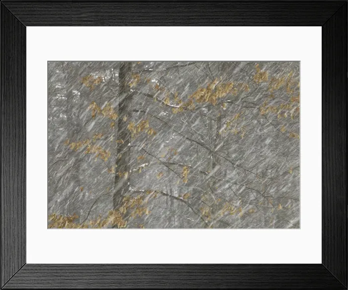 Framed Print : Snow falling in decidous forest Framed Print : Snow falling in decidous forest