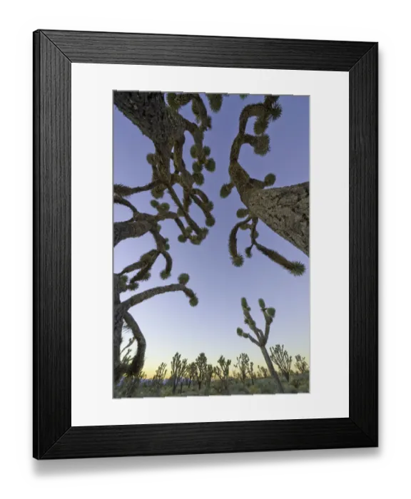 Framed Print : Joshua tree forest, Nevada Framed Print : Joshua tree forest, Nevada