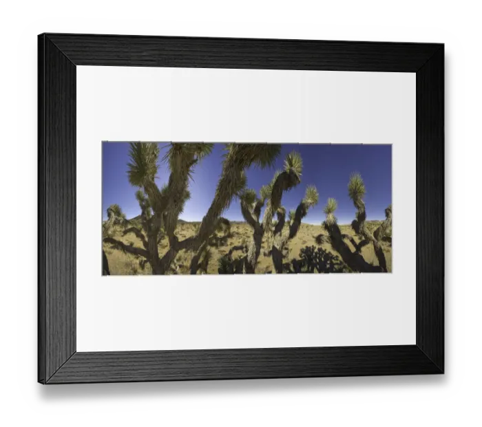 Framed Print : Joshua trees in desert, Joshua Tree N. P Framed Print : Joshua trees in desert, Joshua Tree N. P