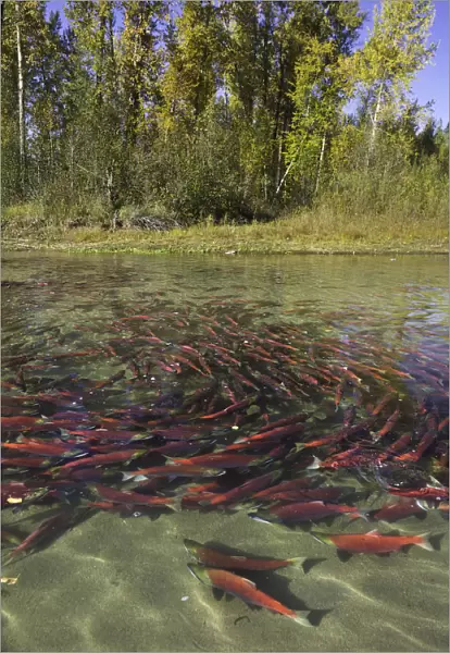 Red Sockeye salmon in eddy and resting, Canada
