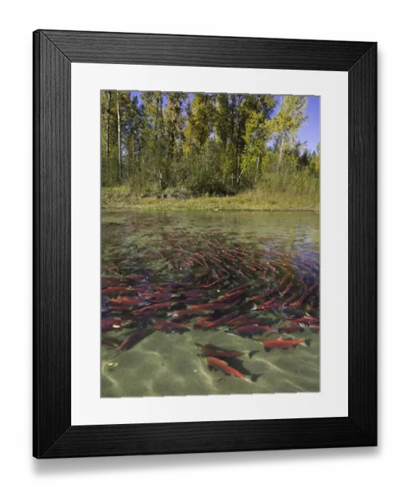 Framed Print : Red Sockeye salmon in eddy and resting, Canada Framed Print : Red Sockeye salmon in eddy and resting, Canada