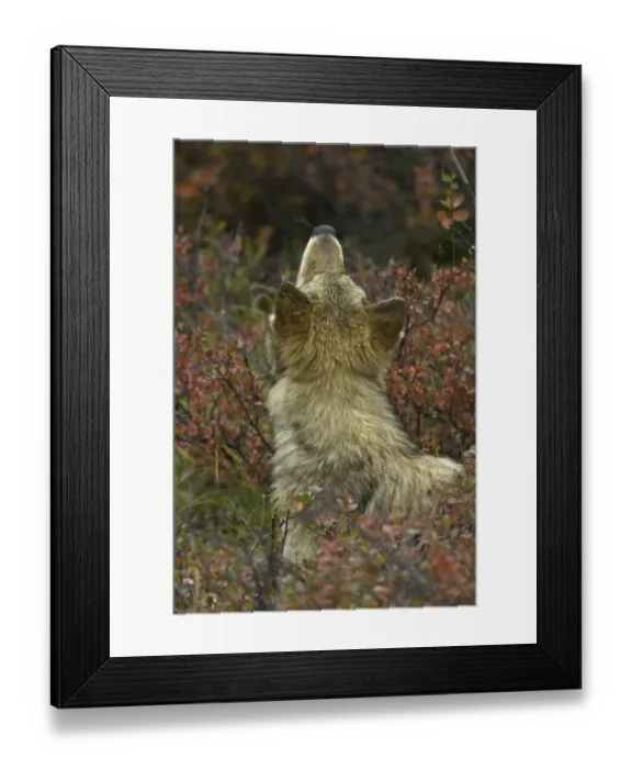 Framed Print : Young Grey wolf snifing scent in tundra, Alaska Framed Print : Young Grey wolf snifing scent in tundra, Alaska