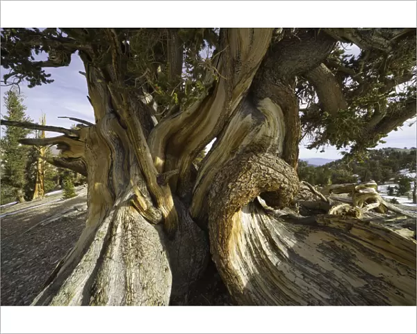 Great Basin Bristlecone Pine, White Mountains, Ca
