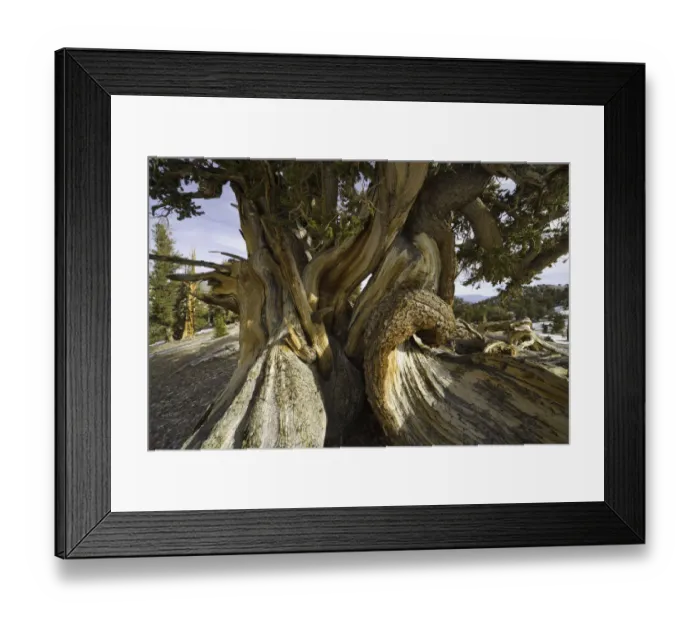Framed Print : Great Basin Bristlecone Pine, White Mountains, Ca Framed Print : Great Basin Bristlecone Pine, White Mountains, Ca