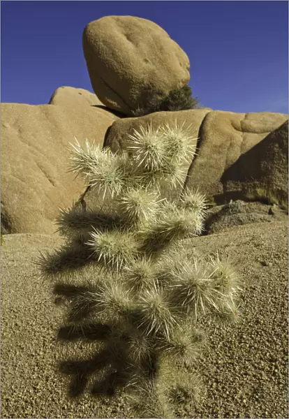 rock formations, cactus, Joshua Tree National Park