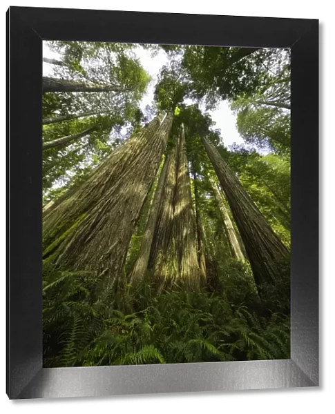 Redwood trees, Redwood National Park, California