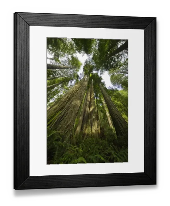 Framed Print : Redwood trees, Redwood National Park, California Framed Print : Redwood trees, Redwood National Park, California