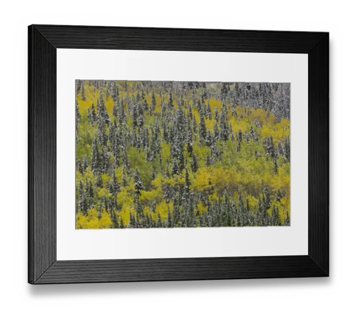 Framed Print : First snow aspens + black spruce, fall, BC, Cana Framed Print : First snow aspens + black spruce, fall, BC, Cana