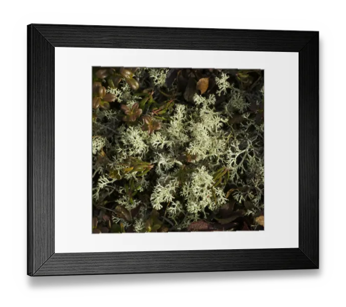 Framed Print : fall tundra, Denali National Park, Alaska Framed Print : fall tundra, Denali National Park, Alaska