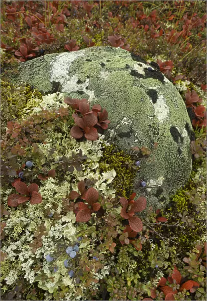 Blueberries, lichens, tundra in fall, Alaska