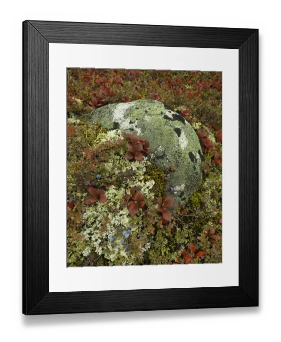 Framed Print : Blueberries, lichens, tundra in fall, Alaska Framed Print : Blueberries, lichens, tundra in fall, Alaska
