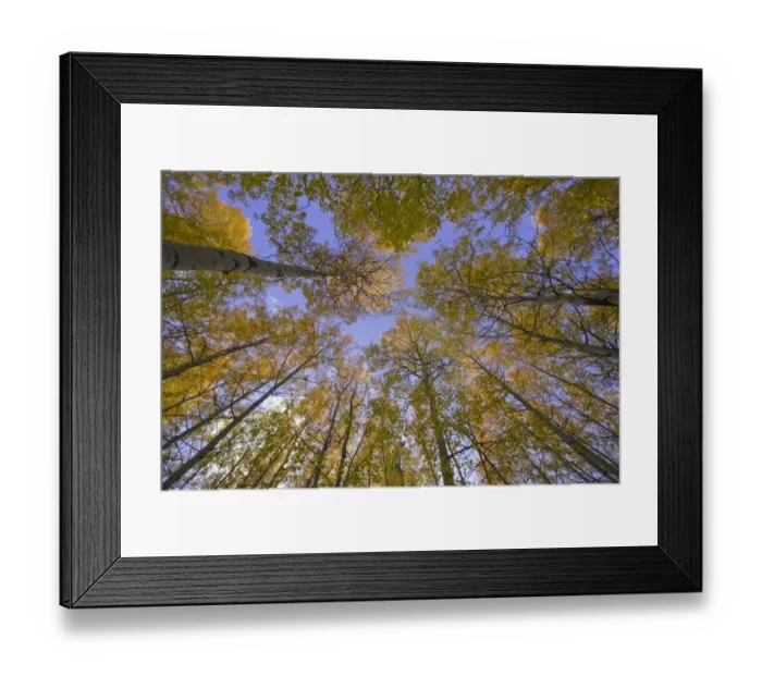 Framed Print : Quacking aspens in fall