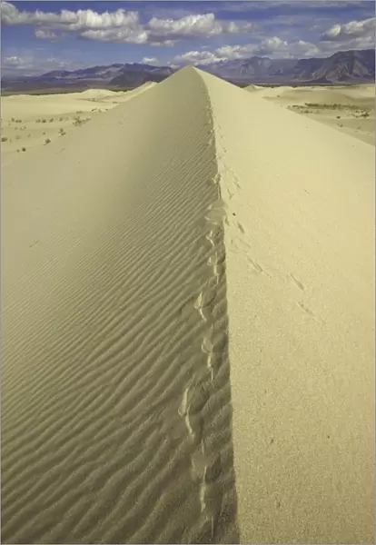 Fox tracks, Saline Valley sand dunes, CA