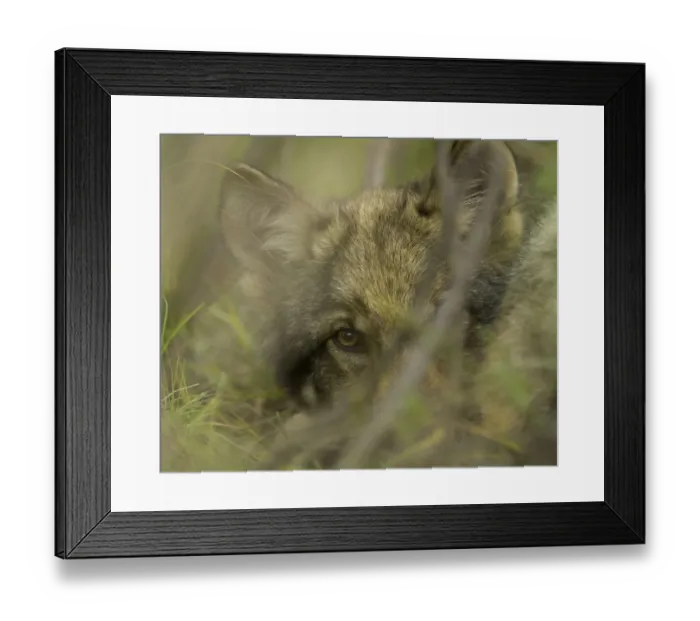 Framed Print : Grey wolf pup hiding in bushes Framed Print : Grey wolf pup hiding in bushes