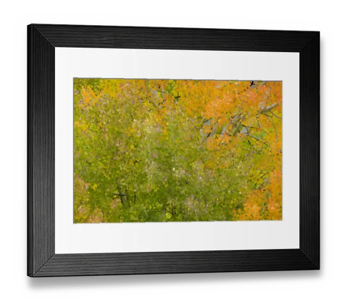 Framed Print : Quacking aspen trees in fall, Wyoming Framed Print : Quacking aspen trees in fall, Wyoming