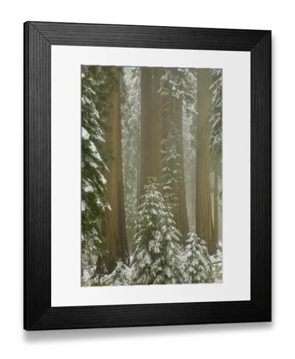 Framed Print : Giant Sequoia trees in snow, Sequoia N. P Framed Print : Giant Sequoia trees in snow, Sequoia N. P