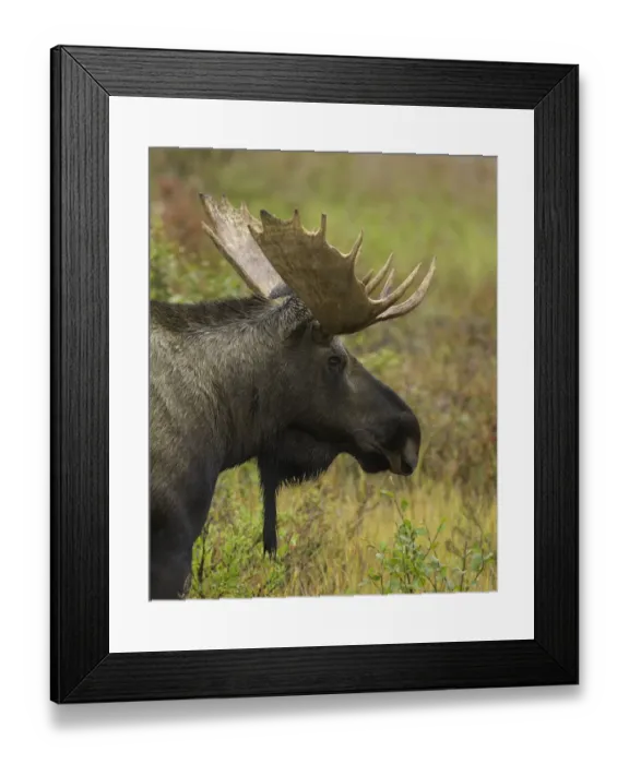 Framed Print : Young bull moose in fall tundra, Alaska Framed Print : Young bull moose in fall tundra, Alaska