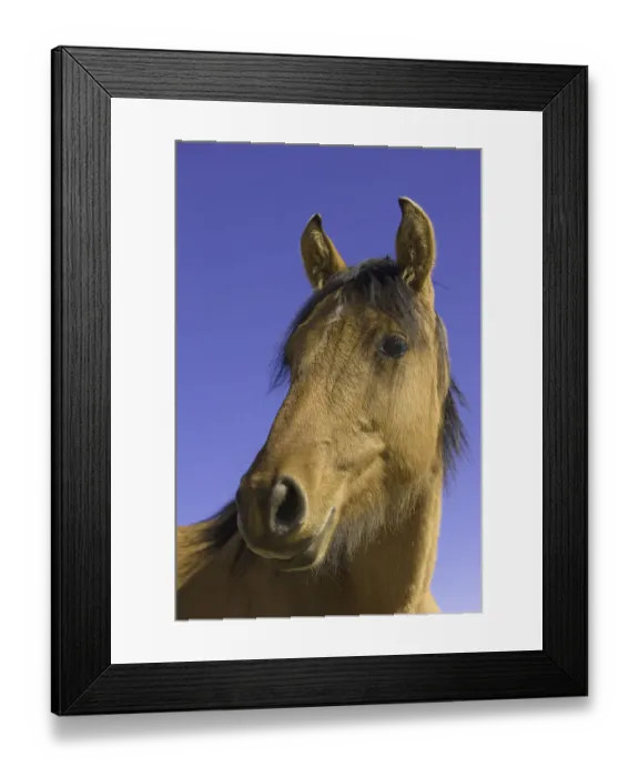 Framed Print : Wild mustang yearling, fall, Montana