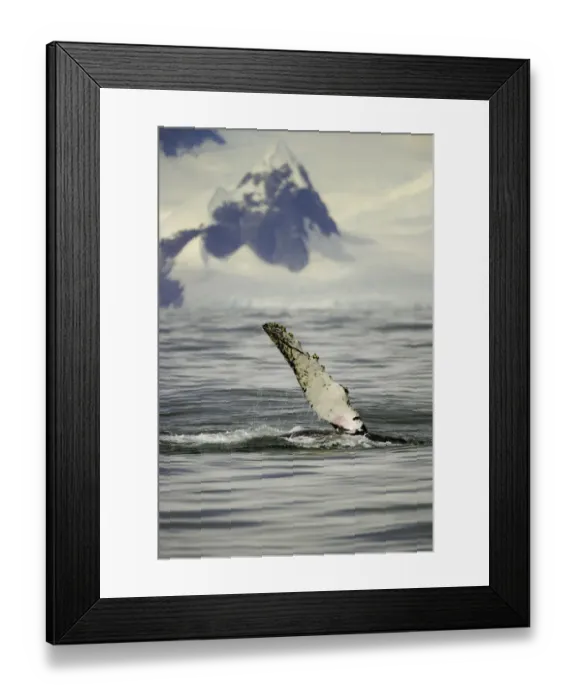 Framed Print : Humpback whale, Grandidier Passage, Antarctic Pen Framed Print : Humpback whale, Grandidier Passage, Antarctic Pen