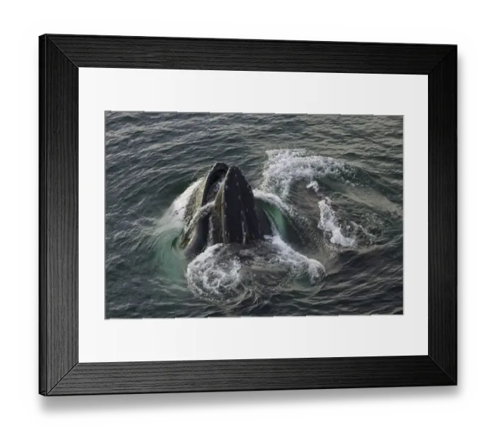 Framed Print : Humpback whales feeding, Antarctic Peninsula Framed Print : Humpback whales feeding, Antarctic Peninsula