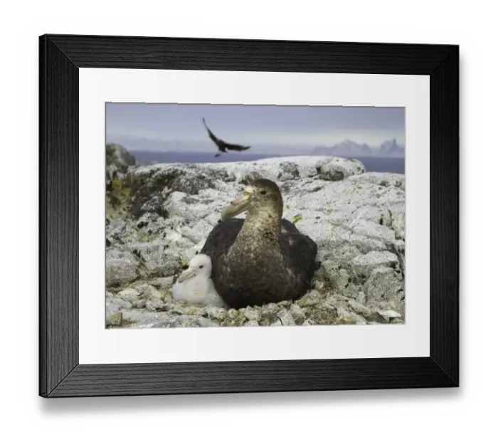 Framed Print : Southern giant petrel and chick, Antarctic Pen Framed Print : Southern giant petrel and chick, Antarctic Pen