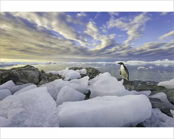 Adelie penguins, Holtedehl Bay, Antarctic Pen