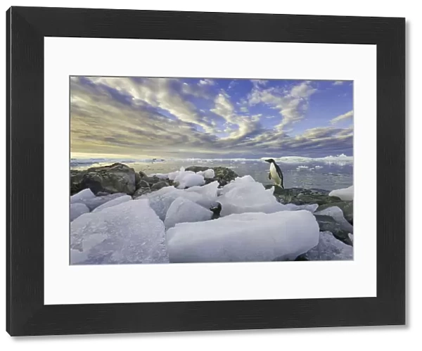 Adelie penguins, Holtedehl Bay, Antarctic Pen