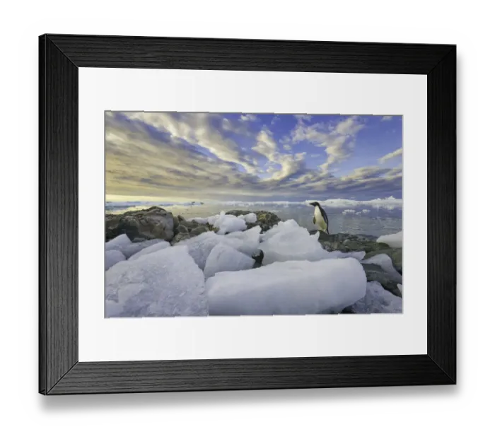 Framed Print : Adelie penguins, Holtedehl Bay, Antarctic Pen Framed Print : Adelie penguins, Holtedehl Bay, Antarctic Pen