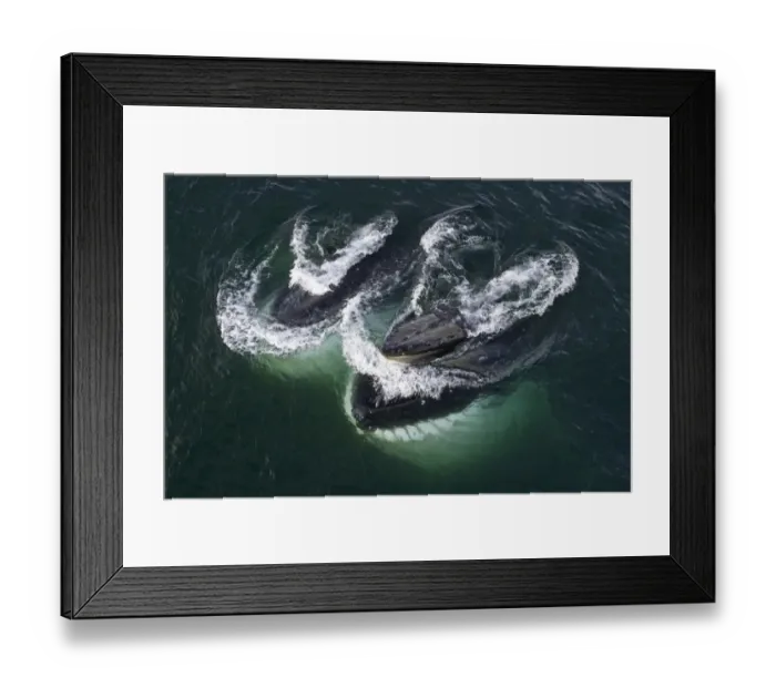 Framed Print : Humpback whales feeding, Antarctic Peninsula Framed Print : Humpback whales feeding, Antarctic Peninsula