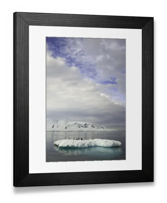 Framed Print : Gentoo penguins on ice floe, Antarctic Pen
