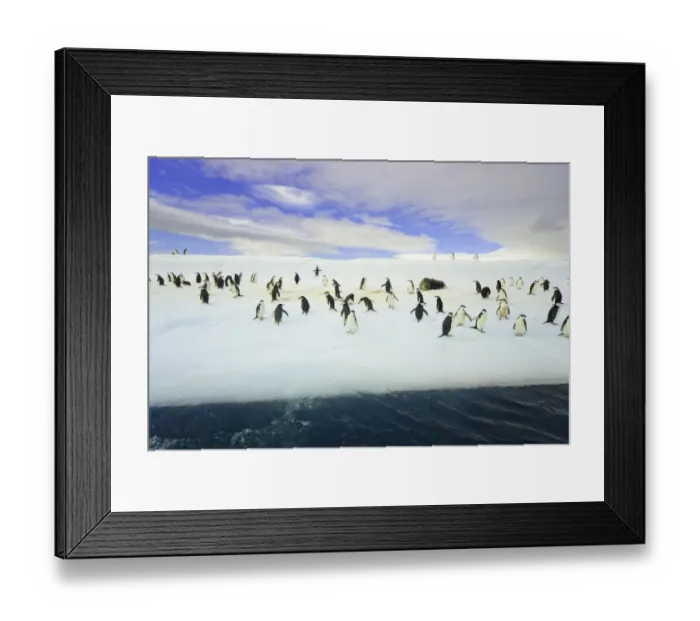 Framed Print : Chinstrap penguins on iceberg, Antarctica