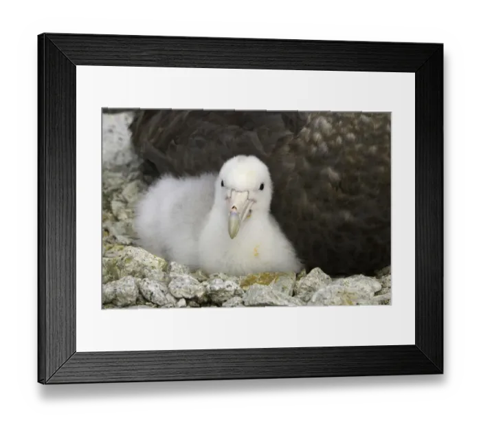 Framed Print : Southern giant petrel chick, Antarctic Peninsula Framed Print : Southern giant petrel chick, Antarctic Peninsula