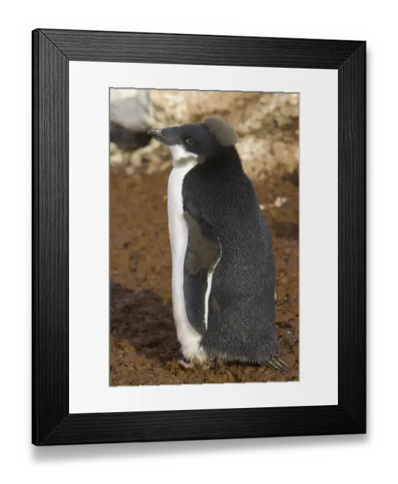 Framed Print : Adelie penguin chick, Antarctic Peninsula Framed Print : Adelie penguin chick, Antarctic Peninsula