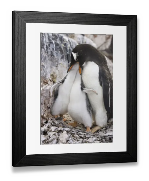 Framed Print : Gentoo penguin feeding chicks, Antarctic Pen Framed Print : Gentoo penguin feeding chicks, Antarctic Pen