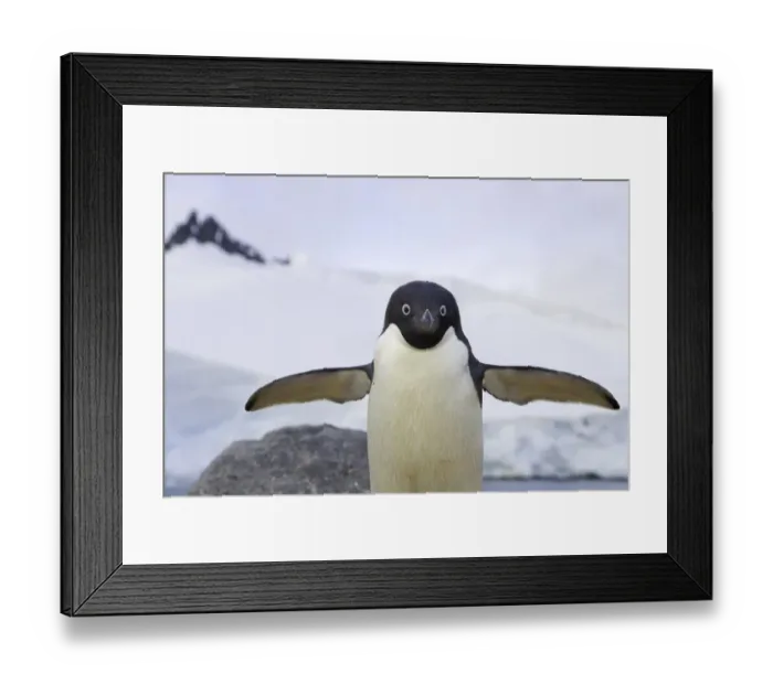 Framed Print : Adelie penguin, Cape Evensen, Antarctic Pen Framed Print : Adelie penguin, Cape Evensen, Antarctic Pen