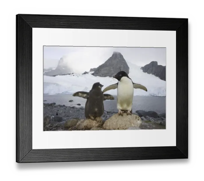 Framed Print : Adelie penguins, Cape Evensen; Antarctic Pen Framed Print : Adelie penguins, Cape Evensen; Antarctic Pen
